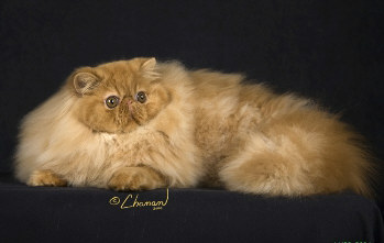 purebred persian cat
